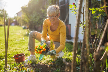 Happy senior woman gardening in her yard. She is is planting a flower. - 790819324