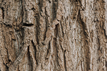 Background, texture of dry tree bark in the forest.