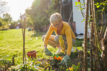 Happy senior woman gardening in her yard. She is is planting a flower. - 790819381