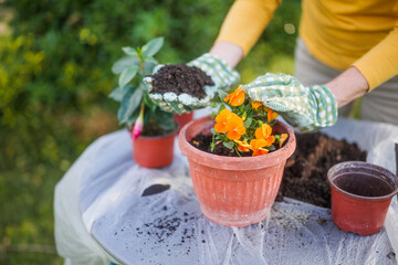 Close up image of senior woman gardening in her yard. She is planting flowers.