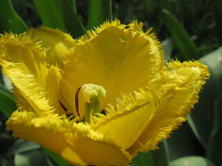 Zbliżenie na kwiat żółtego tulipana strzępiastego - obrazy, fototapety, plakaty