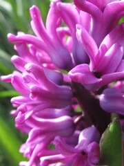 Zbliżenie na kwiat fioletowego hiacynta - obrazy, fototapety, plakaty