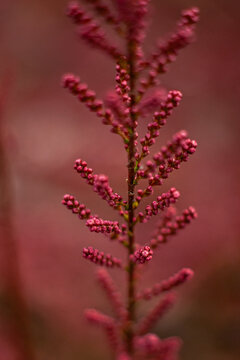 close up of red flower, Tamarix ramosissima, saltcedar salt cedar,  tamarisk. Pink plant , pink tamarisk