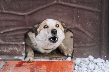 An old aggressive mongrel dog with a collar barks with a grin, aggressively attacks from a hole in...