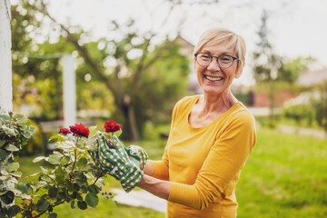 Portrait of happy senior woman gardening. She is pruning flowers. - 790822352