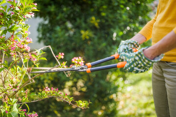 Close up image of senior woman gardening. She is pruning flowers. - 790822355