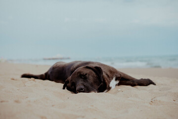 Hund am Strand