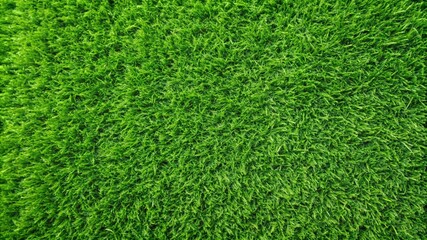 Fototapeta premium Natural green grass background texture