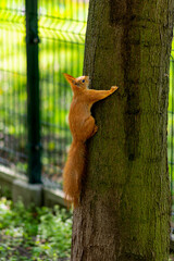 Wiewiórka na drzewie © Krzysiek