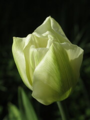 Zbliżenie na biało-zielony kwiat tulipana