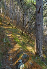 hiking into the nature during springtime