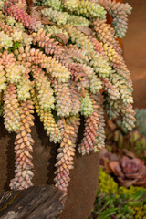 Rural plants, the natural beauty of flowers.