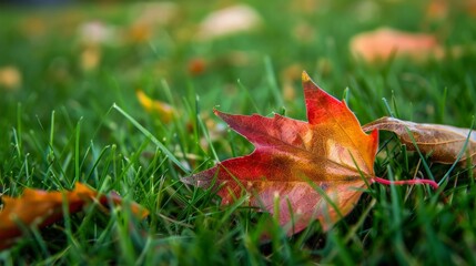 Fototapeta premium Leaves scattered on ground during autumn