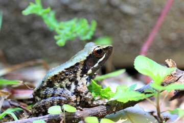 Ryukyu tip-nosed frog, Ryukyu Island frog, or Okinawa tip-nosed frog (Odorrana narina) is a species of frog in the family Ranidae. It is endemic to Okinawa Island, in the Ryukyu Islands of Japan.