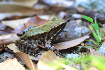 Ryukyu tip-nosed frog, Ryukyu Island frog, or Okinawa tip-nosed frog (Odorrana narina) is a species...