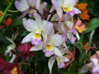 Dendrobium