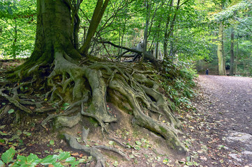 Old trees in the park