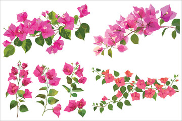 Bougainvillea flowers leaves and branches, Pink Bougainvillea flowers, Bougainvillea Flower Illustration on White Background