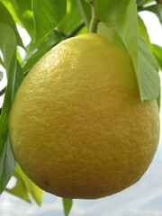 Zbliżenie na żółty owoc cytryny - obrazy, fototapety, plakaty