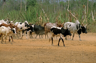 Vache, Race Zebu, Madagascar