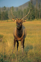 Cerf du Canada , Wapiti , Cervus canadensis , Parc national du Yellowstone, USA