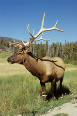 Cerf du Canada , Wapiti , Cervus canadensis , Parc national du Yellowstone, USA