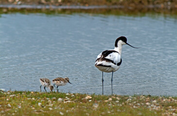 Avocette élégante, jeune, Recurvirostra avosetta, Pied Avocet