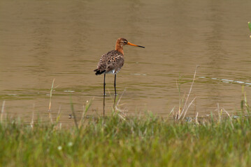 Barge à queue noire,.Limosa limosa, Black tailed Godwit