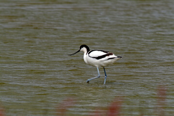 Avocette élégante, Recurvirostra avosetta, Pied Avocet