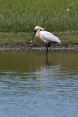 Spatule blanche, Platalea leucorodia, Eurasian Spoon