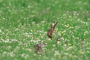 Lièvre d'Europe, Lièvre brun, Lepus europaeus