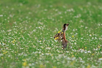 Lièvre d'Europe, Lièvre brun, Lepus europaeus