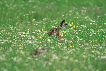 Lièvre d'Europe, Lièvre brun, Lepus europaeus