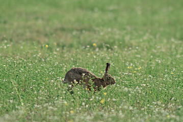 Lièvre d'Europe, Lièvre brun, Lepus europaeus