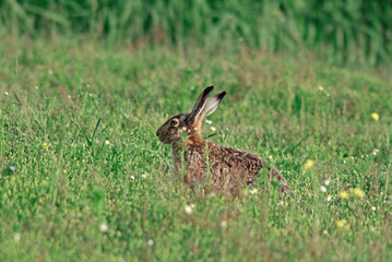Lièvre d'Europe, Lièvre brun, Lepus europaeus