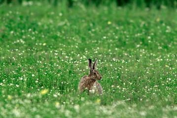 Lièvre d'Europe, Lièvre brun, Lepus europaeus