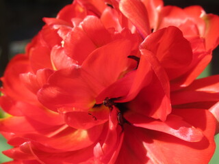 Zbliżenie na płatki czerwonego, pełnego tulipana