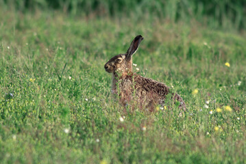 Lièvre d'Europe, Lièvre brun, Lepus europaeus