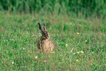 Lièvre d'Europe, Lièvre brun, Lepus europaeus