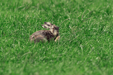 Lièvre d'Europe, Lièvre brun, Lepus europaeus