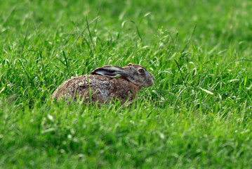 Lièvre d'Europe, Lièvre brun, Lepus europaeus