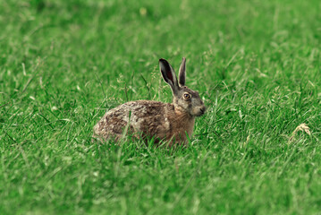 Lièvre d'Europe, Lièvre brun, Lepus europaeus
