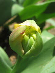 Zbliżenie na pąk kwiatowy żółtego tulipana pełnego