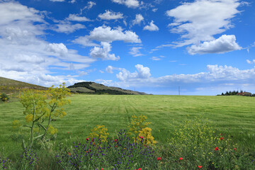 Springtime: hilly landscape with green wheat fields in Apulia, Italy. View of Alta Murgia National Park.