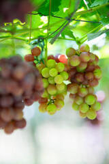 Grapes from Bauang La Union Philippines