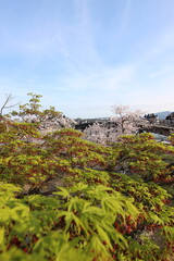 『錦帯橋と桜』 日本観光　山口県岩国 #日本観光　Kintai Bridge 
