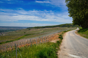Champagne vineyards in early spring.
