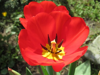 Zbliżenie na czerwony kwiat tulipana - obrazy, fototapety, plakaty