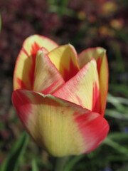 Zbliżenie na czerwono-kremowy kwiat tulipana