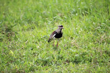ave quero quero - Vanellus chilensis 